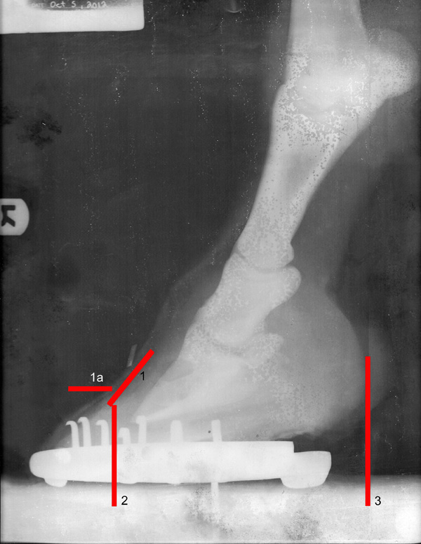 X-ray of Quinn’s right front hoof. X-ray by Heidi Veterinary Services, Red Deer
