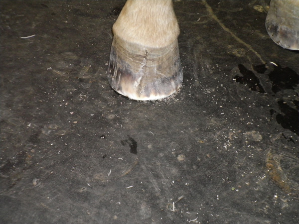 Quinn’s right front hoof after his first trim. Photo by Margie Moore