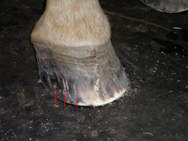 Another angle of the same hoof. Photo by Margie Moore