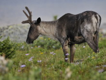 image of caribou cow grazing in a meadow of wildflowers