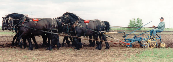 Fred McDiarmid of Veteran, Alta., with an eight-horse hitch of black Percherons.