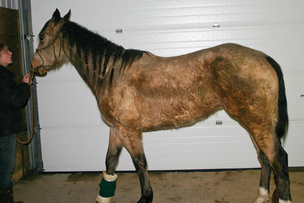 This horse came in with a tendon sheath infection and was emaciated due to stress and lack of nutrition. Tendon sheath infections rarely respond to antibiotics because tendons are non-vascular; in other words, there is no blood flow in a tendon like there is in muscle tissue or skin. Photo by Darian Caks.