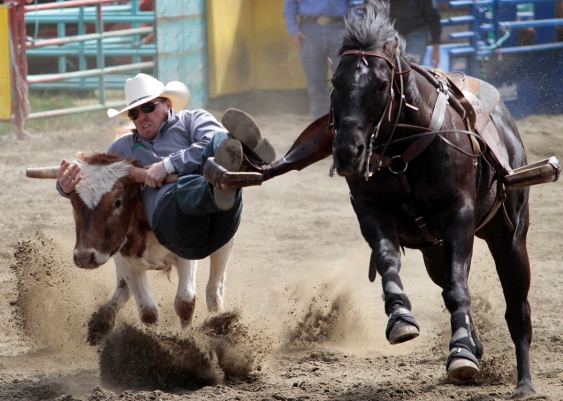 Chance Butterfield of Ponoka, Alberta, competes in steer wrestling at the Luxton Pro Rodeo last year.   Photograph By LYLE STAFFORD, Times Colonist - See more at: http://www.timescolonist.com/b-c-green-party-resolution-calls-for-end-to-rodeos-1.1100148#sthash.eFdvao8D.dpuf