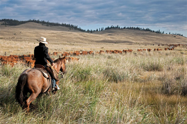 Trailing cattle slow and easy on the Quilchena native grass range. Photo by Kim Taylor / Slidin U Photography.