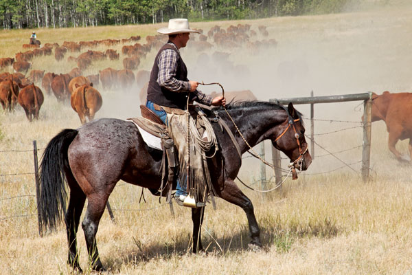 Easing cattle through the gate with the help of a good cowhorse. Photo by Kim Taylor / Slidin U Photography.