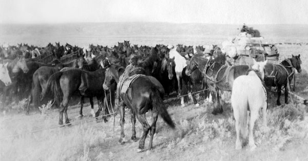 A remuda of horses held in a rope corral deep on the southern plains of the Canadian prairie kept trained horses at the ready for changing tired mounts during the roundups. Photo courtesy Terri Mason.