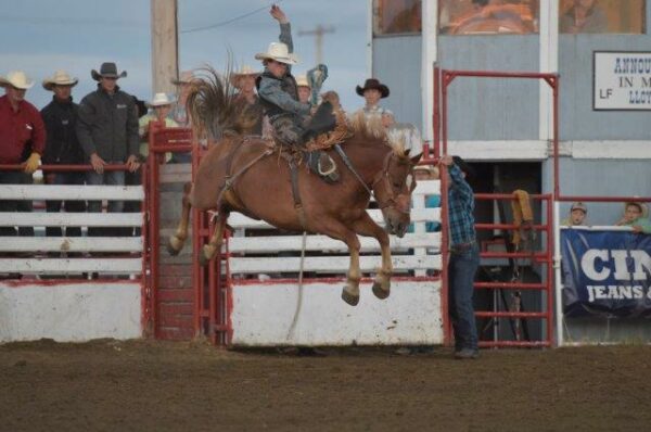 Dawson Hay on C5 Rodeo stock; Cowtown Pro Rodeo. Photo courtesy Cowtown Pro Rodeo/Mike Copeman