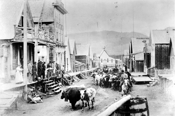 A cattle drive up the main street of Barkerville during the Gold Rush. Photo courtesy Royal BC Museum.