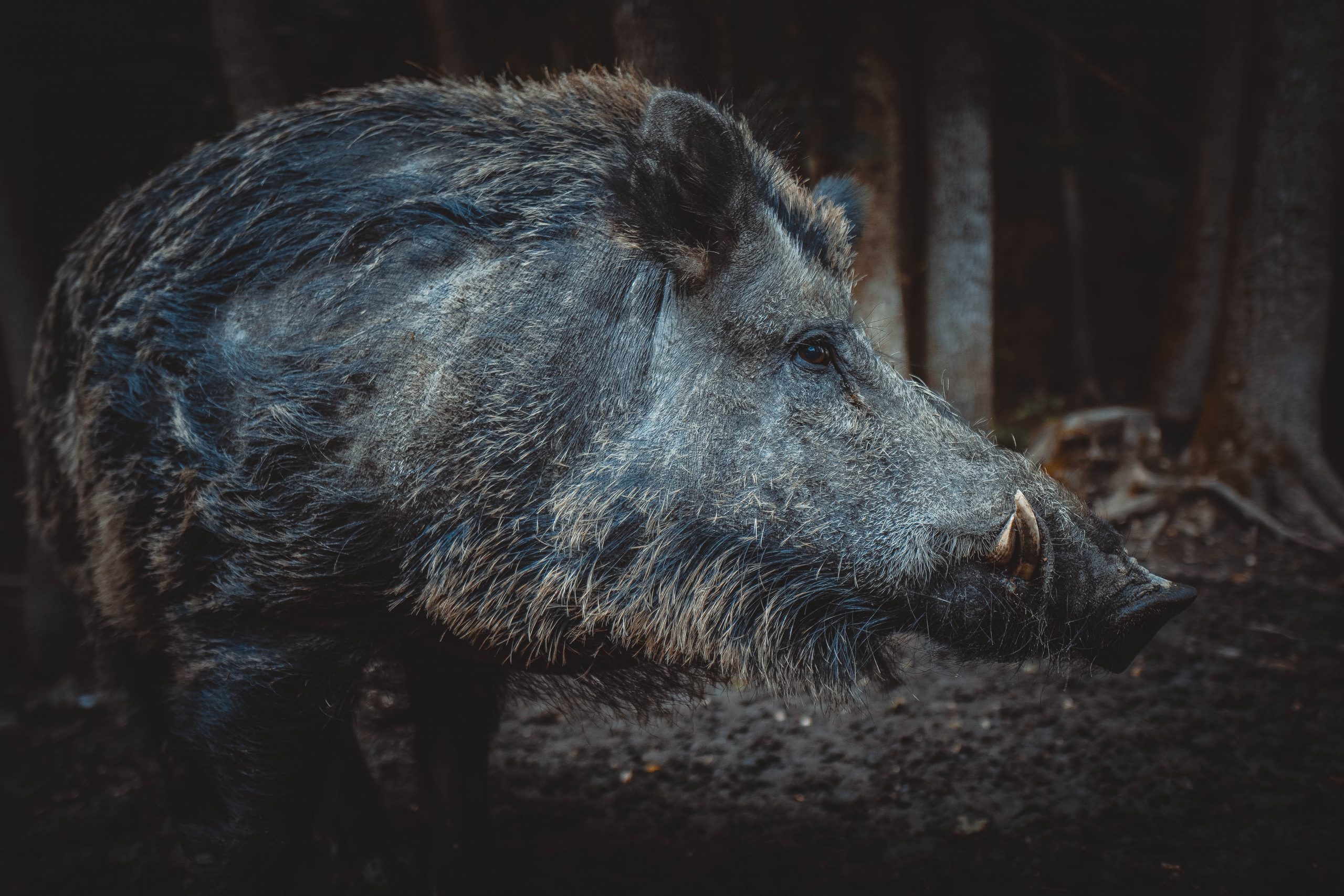 Wild Hogs | Canadian Cowboy Country Magazine